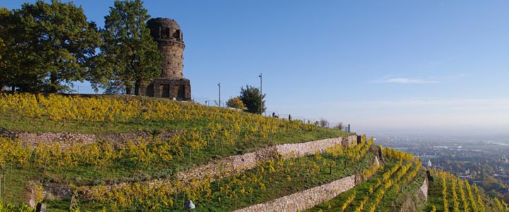 Foto Bismarckturm auf den Weinbergen in Radebeul